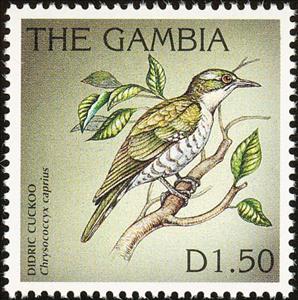 Stamp, Diederic Cuckoo (Chrysococcyx caprius), Gambia,  , Birds, Animals (Fauna)