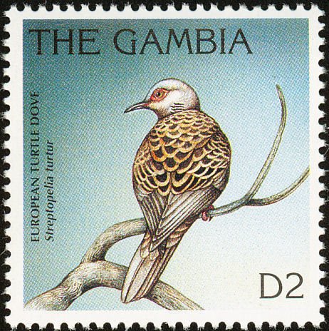European Turtle Dove (Streptopelia turtur)