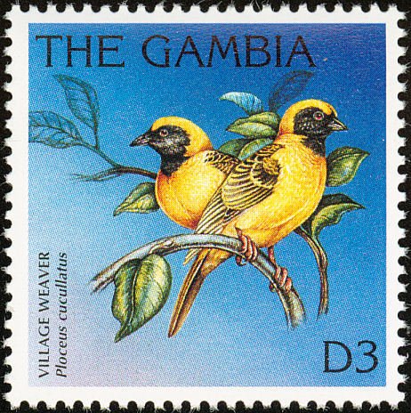 Village Weaver (Textor cucullatus)