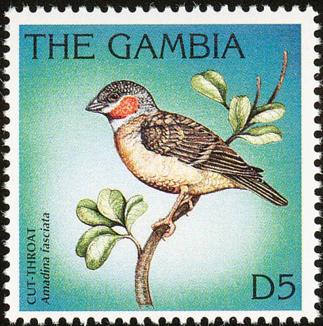 Cut-throat Finch (Amadina fasciata)  
