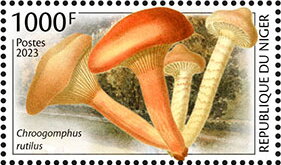 Chroogomphus rutilus
