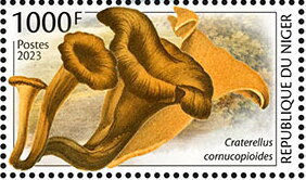 Craterellus cornucopioides