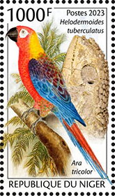 Helodermoides tuberculatus, Ara tricolor