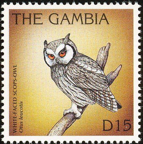 Northern White-faced Owl (Otus leucotis)