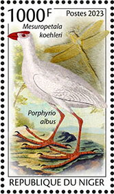 Mesuropetala koehleri, Porphyrio albus