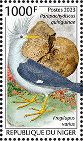 Parapachydiscus quiriguinae, Fregilupus varius
