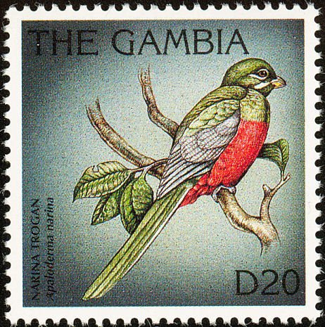 Narina Trogon (Apaloderma narina)