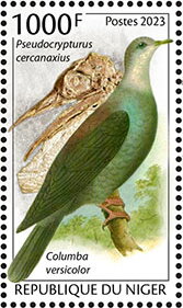Pseudocrypturus cercanaxius, Columba versicolor