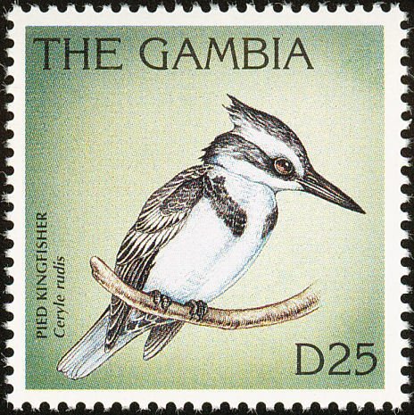 Pied Kingfisher (Ceryle rudis)