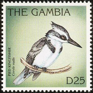 Stamp, Pied Kingfisher (Ceryle rudis), Gambia,  , Birds, Animals (Fauna), Kingfishers