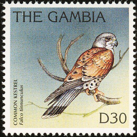 Common Kestrel (Falco tinnunculus)