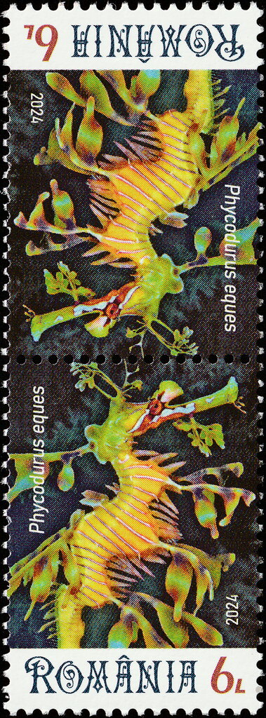 Leafy Seadragon (Phycodurus eques)