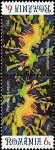 Tete-Beche, Leafy Seadragon (Phycodurus eques), Romania,  , Animals (Fauna), Sea Life, Seahorses