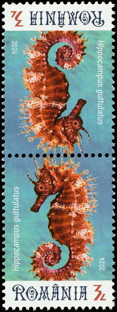 Long-Snouted Seahorse (Hippocampus guttulatus)