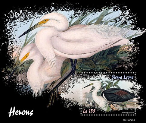 Ardea pacifica