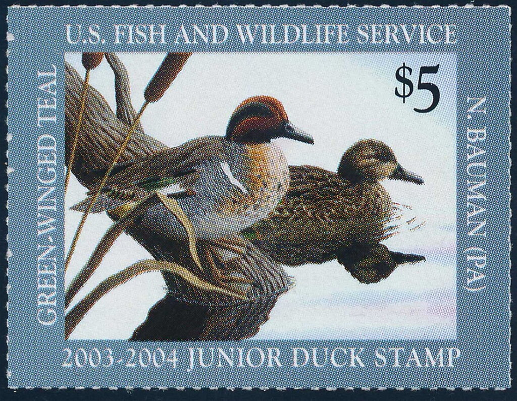 Green-winged teal