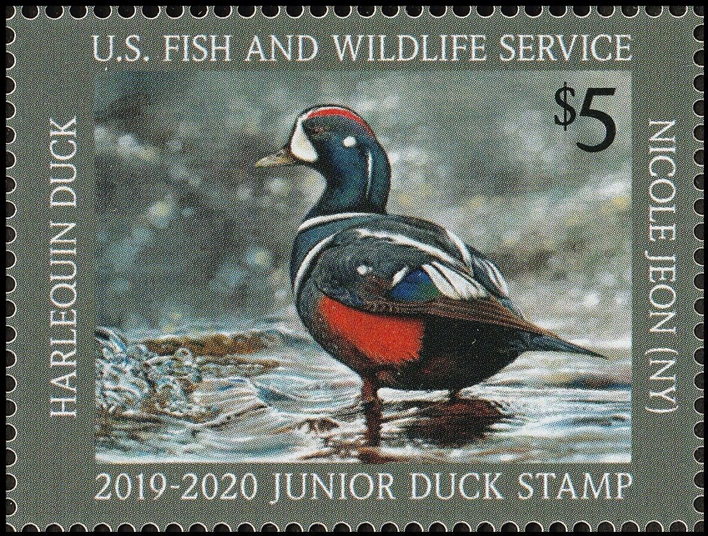 Harlequin duck