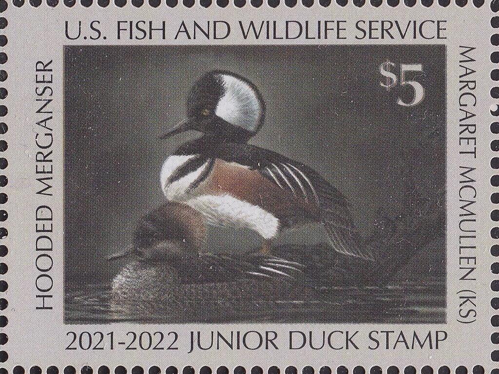 Hooded merganser