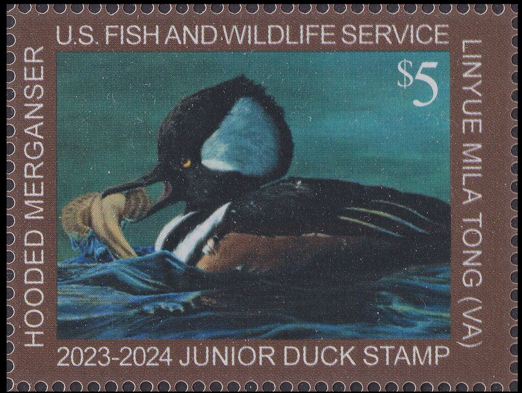 Hooded merganser