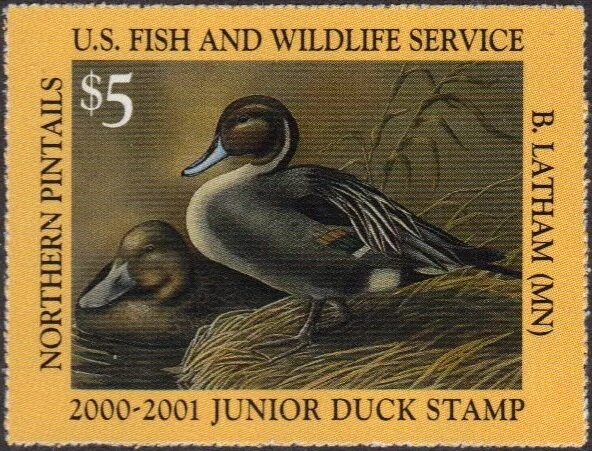 Northern pintails