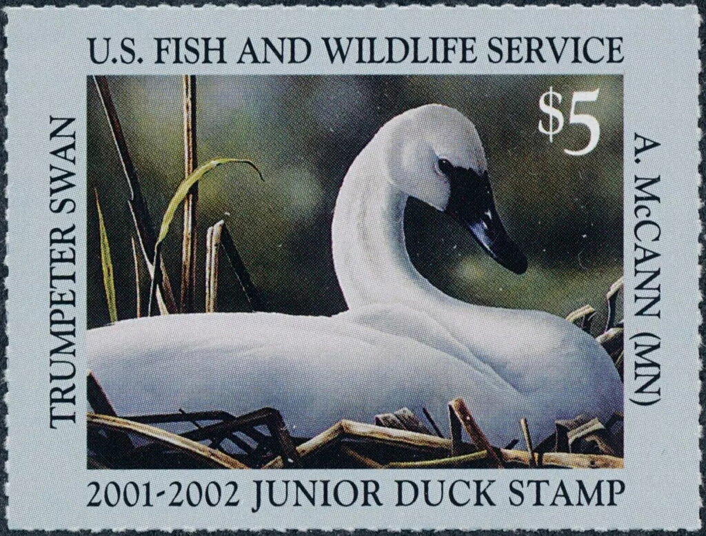 Trumpeter swan
