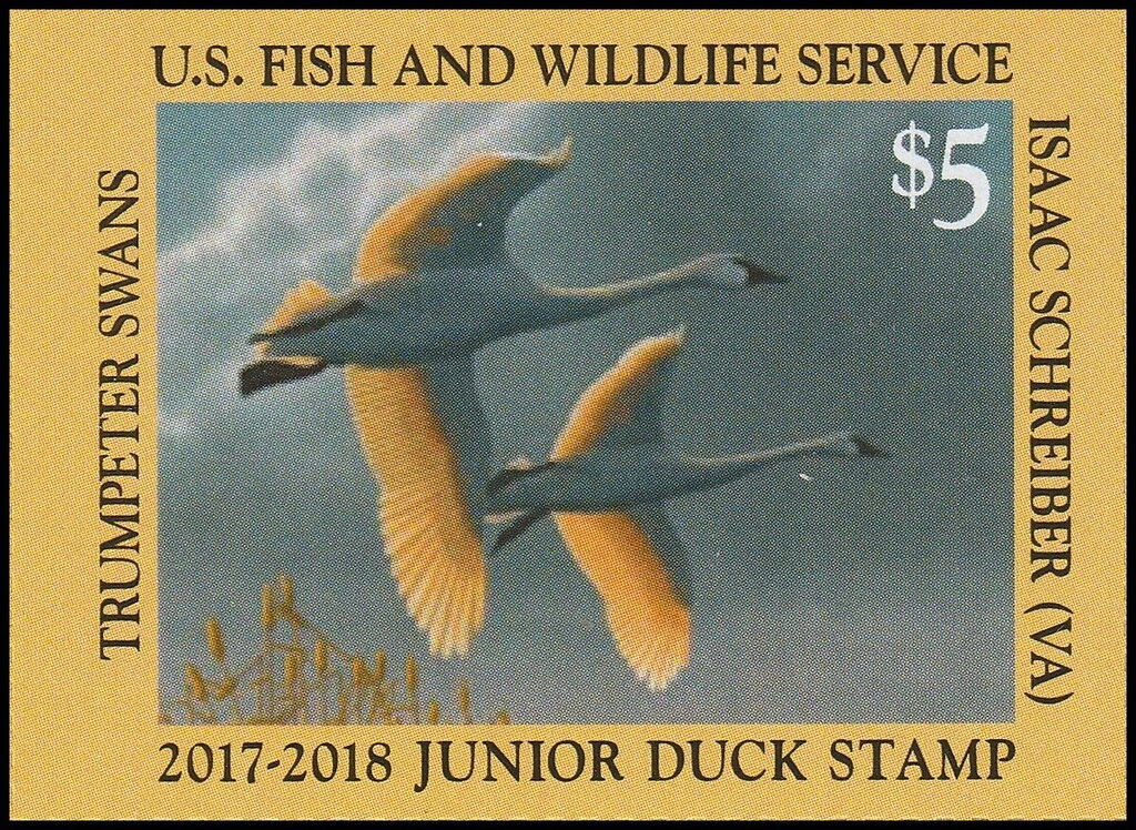 Trumpeter swans