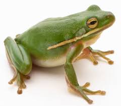 Frogs