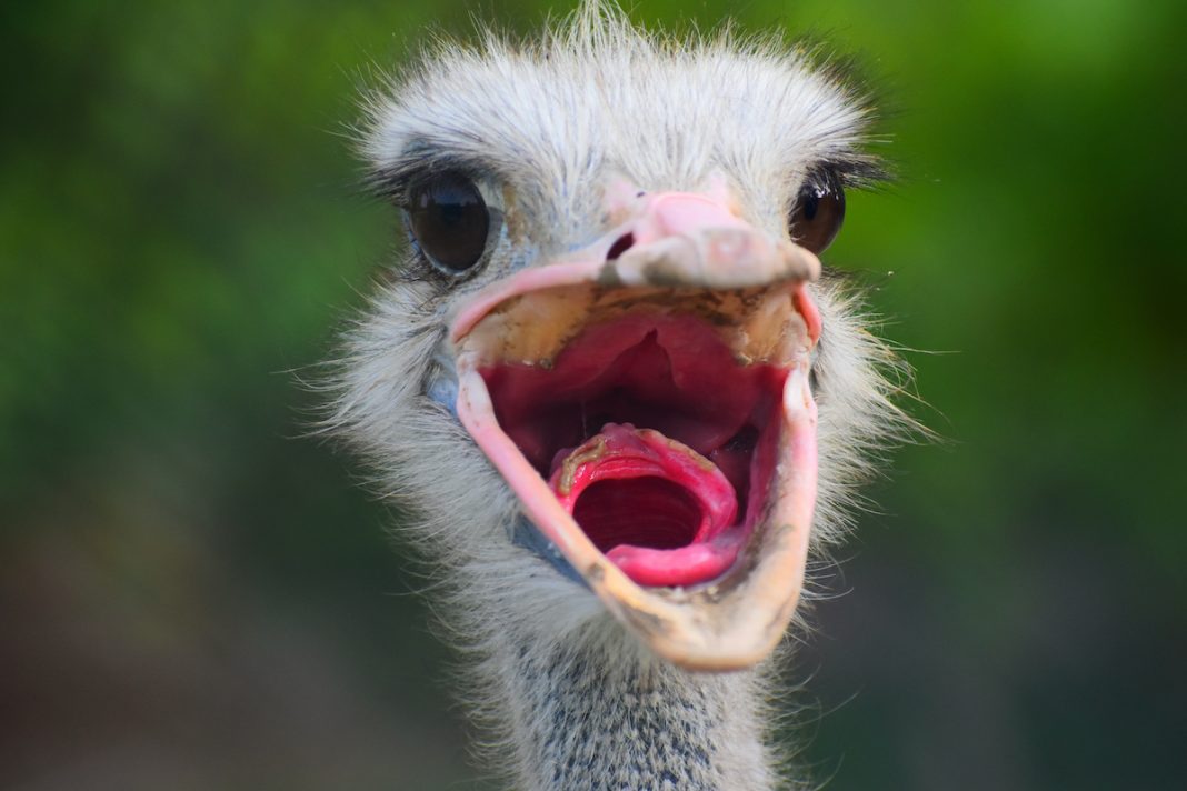 Ostriches