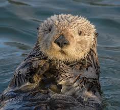 Otters