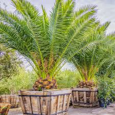 Palm-trees