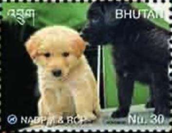 Feral Dog Management Program