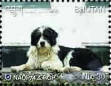 Feral Dog Management Program