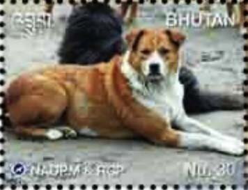 Feral Dog Management Program