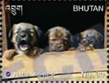 Feral Dog Management Program