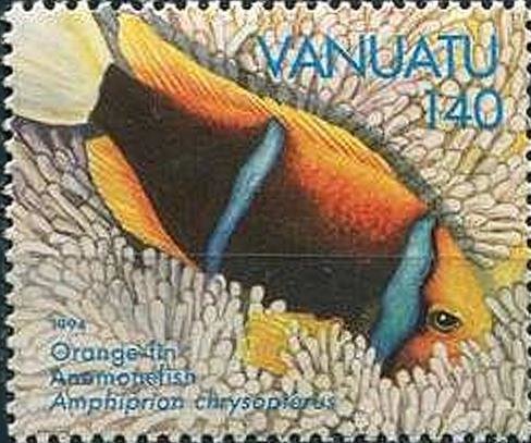 Orange-fin Anemonefish (Amphiprion chrysopterus)