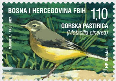 Grey Wagtail (Motacilla cinerea)