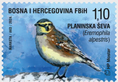 Horned Lark (Eremophila alpestris)