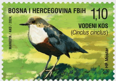 White-Throated Dipper (Cinclus cinclus)