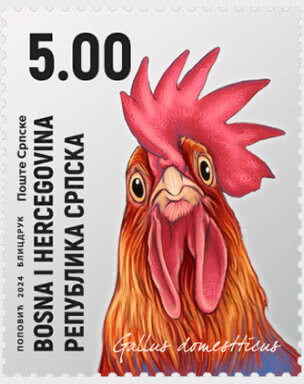 Cockerel