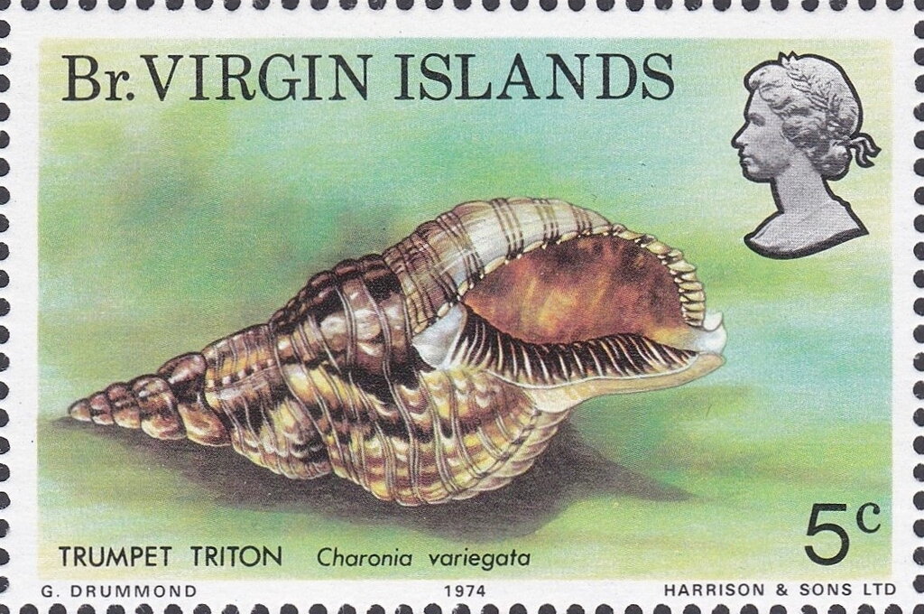 Trumpet Triton (Charonia variegata)