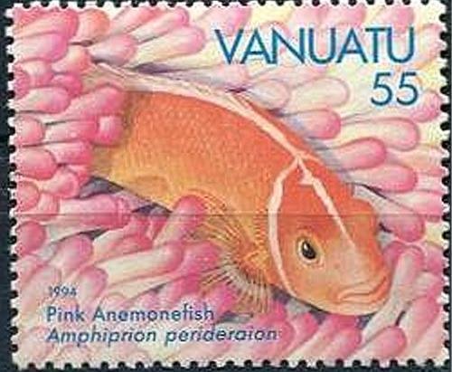 Pink Anemonefish (Amphiprion perideraion)