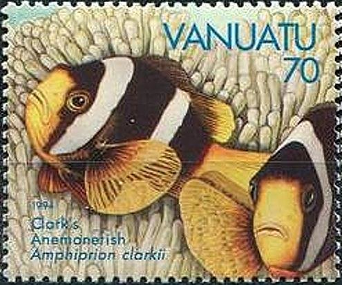 Yellowtail Clownfish (Amphiprion clarkii)