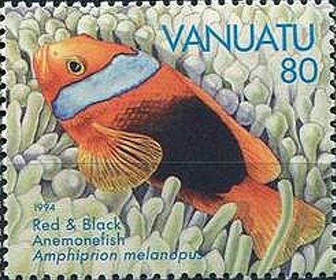 Fire Clownfish (Amphiprion melanopus)