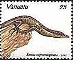 Black-bordered Emo Skink (Emoia nigromarginata)