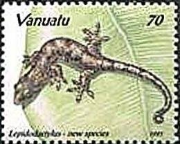 Mourning Gecko (Lepidodactylus sp.)