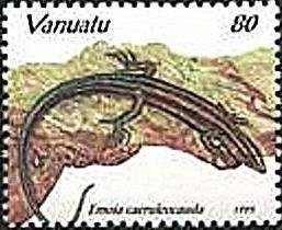 Pacific Bluetail Skink (Emoia caeruleocauda)