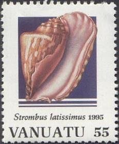Widest Pacific Conch (Strombus latissimus)