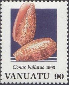 Bubble Cone (Conus bullatus)