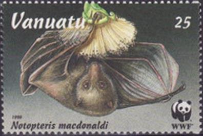 Long-tailed Fruit Bat (Notopteris macdonaldi)