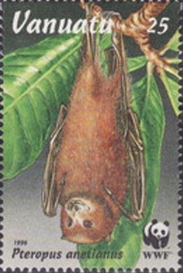 Vanuatu Flying Fox (Pteropus anetianus)